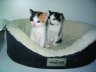 new kittens